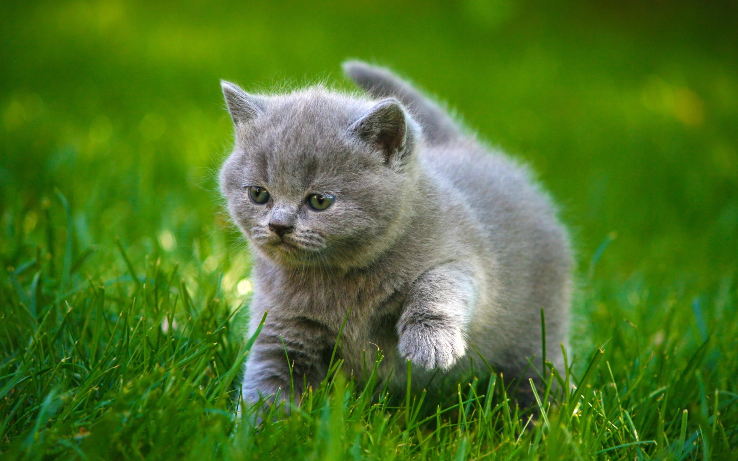 Mèo cute đáng yêu lông xám đang bước đi trên bãi cỏ xanh trong khung cảnh thiên nhiên