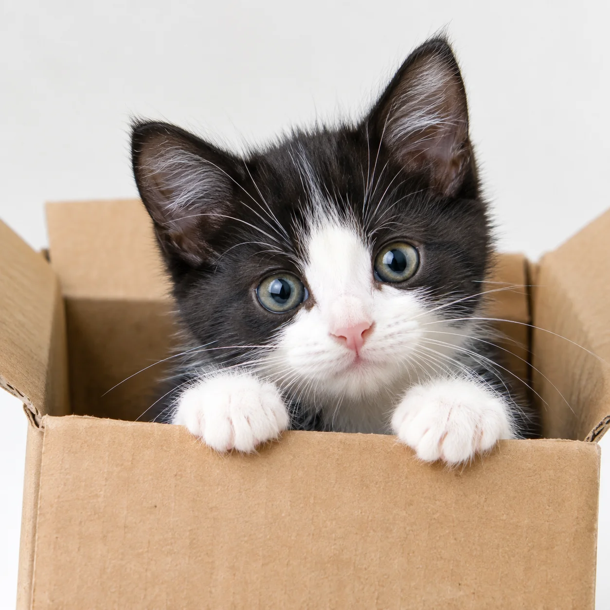 Mẫu mèo cute đáng yêu thứ 23