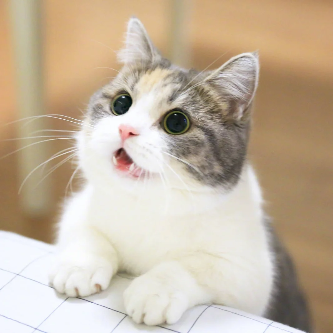 Mèo con trắng mướp mắt to đang ngước nhìn