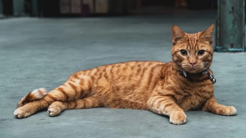 Mèo mướp trưởng thành nằm thư giãn trên sàn