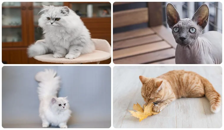Bộ ảnh ghép nhiều chú mèo đáng yêu với các dáng ngồi và nằm