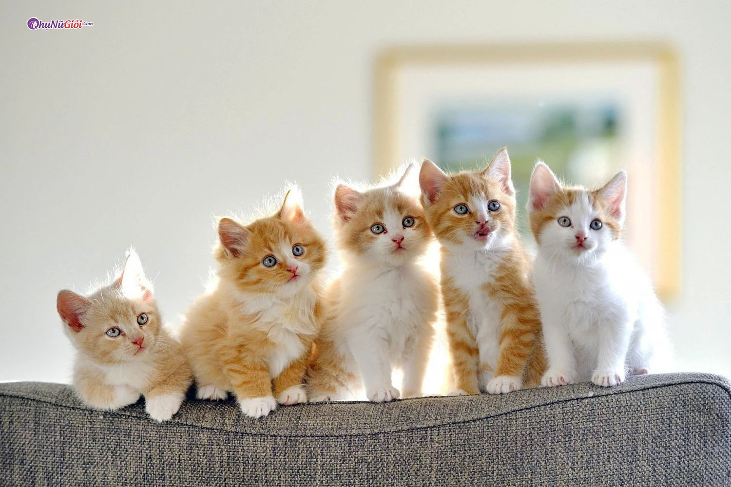 Năm chú mèo con cute đáng yêu xếp hàng trên ghế sofa trong căn phòng ngập nắng
