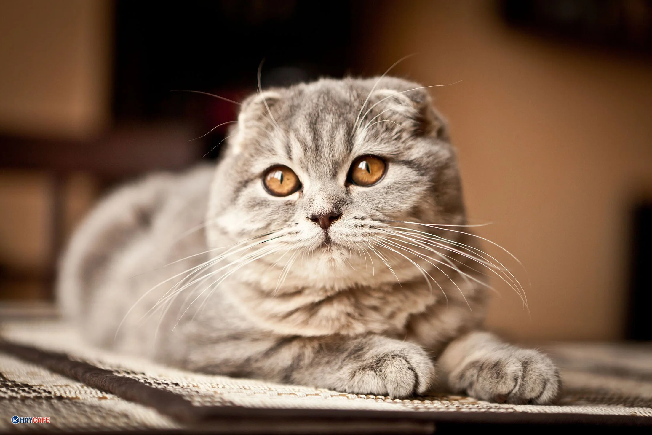 Mèo Scottish Fold lông xám nằm thư giãn trong nhà