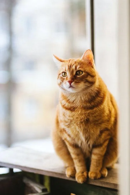 Mèo cute đáng yêu màu cam ngồi trên bệ cửa sổ trong ánh nắng dịu