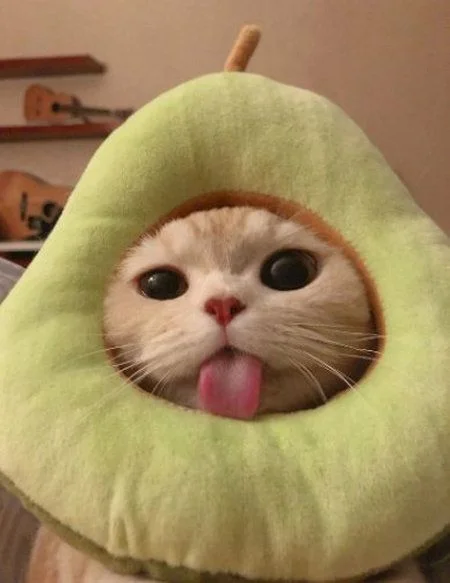 Mèo cute đáng yêu thè lưỡi ló đầu trong chiếc đệm xanh hình quả bơ