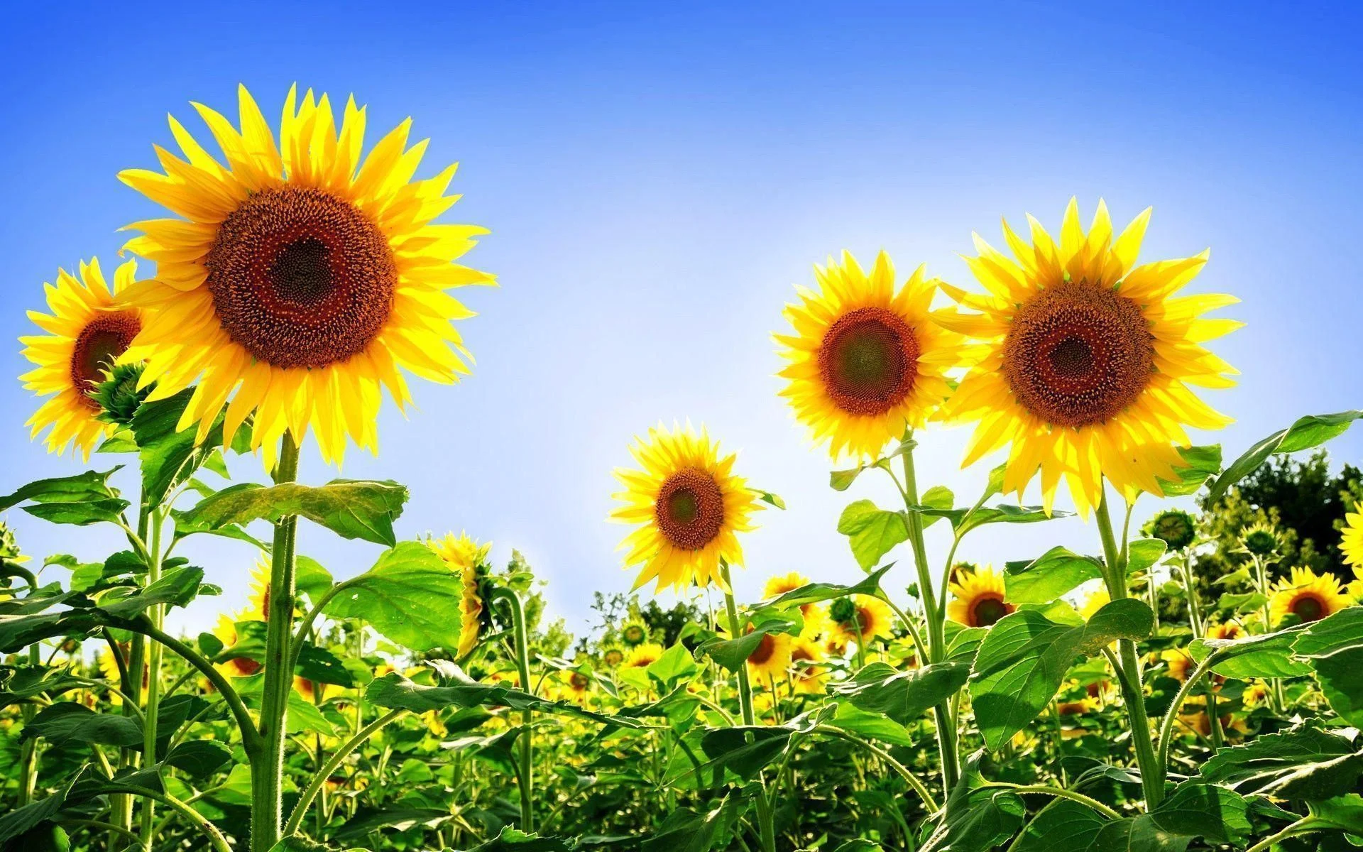 Những bông hoa hướng dương hướng về phía bầu trời xanh