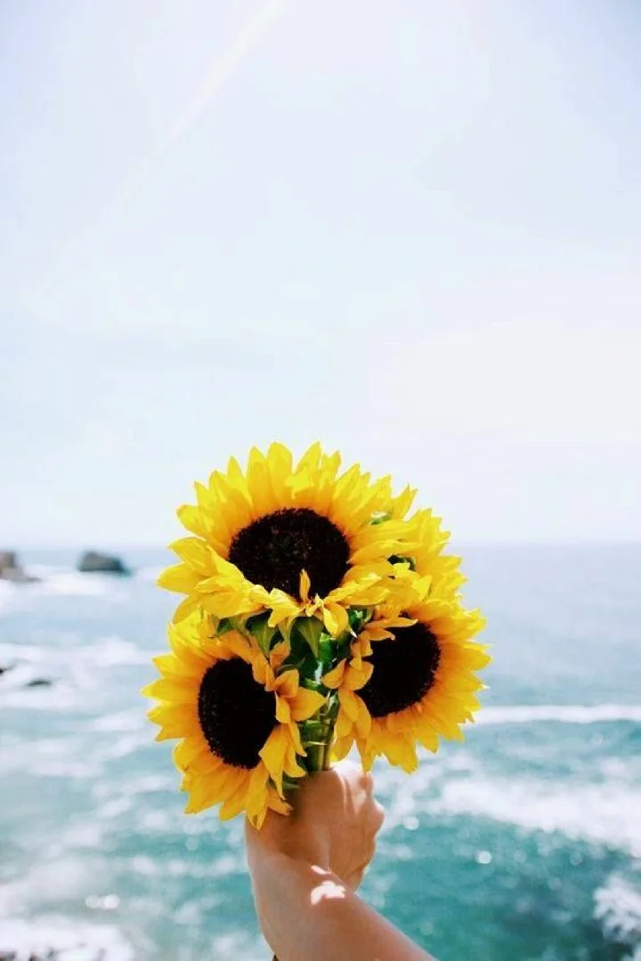 100+ Background hoa hướng dương đẹp
